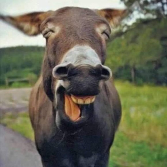 Hi This is Samson & I’m Kathy! I’m So glad you stopped by - I love offers ♥️🙏🛍 - Picture 13 of 15